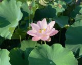 夏季休業のお知らせ［ 8月8日～16日 ］