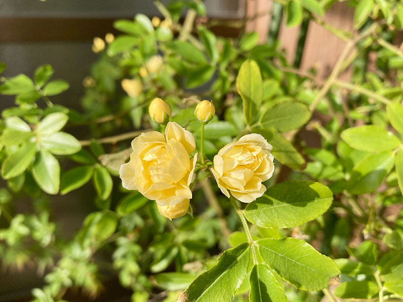 開花と宇宙と音楽